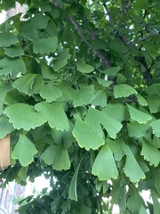 Ginkgo