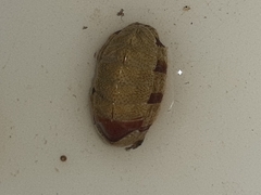 Rhyssoplax olivacea
