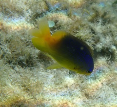 Stegastes leucostictus