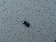 Lygaeoidea