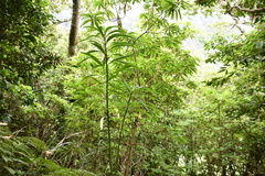 Euphorbia mellifera