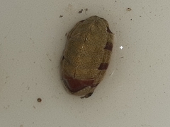 Rhyssoplax olivacea