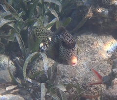 Lactophrys bicaudalis