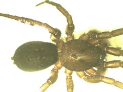 Gnaphosa lugubris