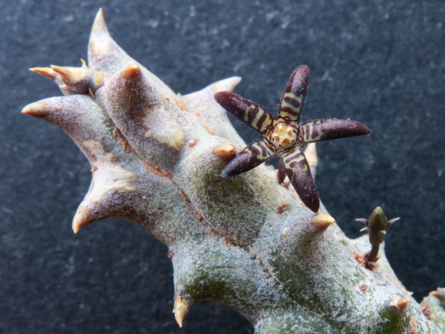 Ceropegia parvioriflora