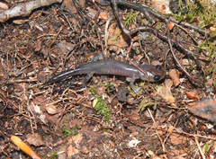 Plethodon montanus