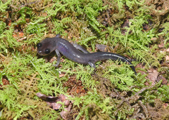 Plethodon montanus