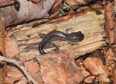 Plethodon montanus
