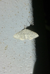 Idaea minuscularia