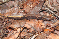 Desmognathus orestes