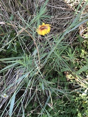 Gaillardia aristata