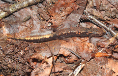 Desmognathus orestes