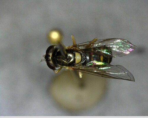 iNaturalist observation photo of Forked Globetail