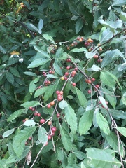Elaeagnus umbellata