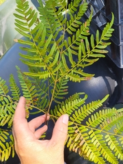 Pteridium