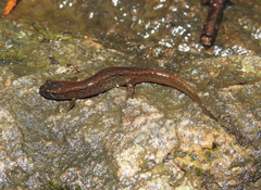Desmognathus orestes