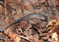 Plethodon montanus