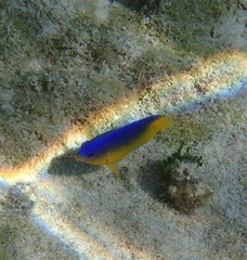 Stegastes leucostictus