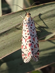 Utetheisa pulchella