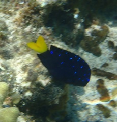 Microspathodon chrysurus