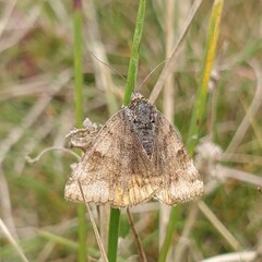 Euclidia glyphica