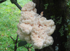 Hericium