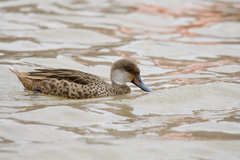 Anas bahamensis galapagensis
