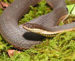 Regina septemvittata