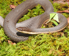 Regina septemvittata