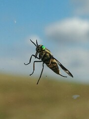 Chrysops