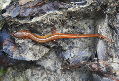 Eurycea wilderae
