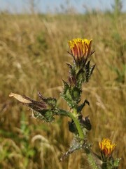 Helminthotheca echioides