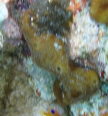 Chondrilla nucula