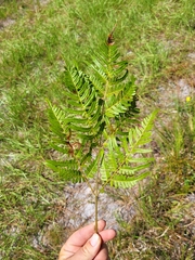 Pteridium