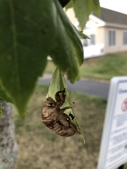 Cicadoidea