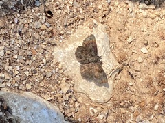 Pyrginae