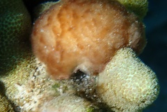 Porites