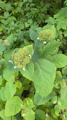 Hydrangea arborescens