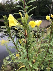 Oenothera