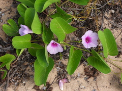 Ipomoea pes-caprae