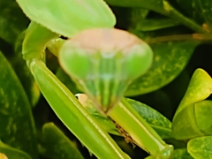 Mantidae