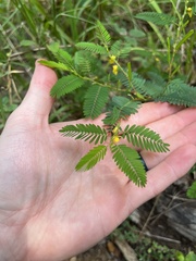 Chamaecrista