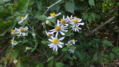 Symphyotrichum undulatum