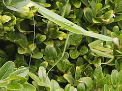 Mantidae