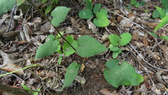 Symphyotrichum undulatum