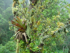 Vriesea