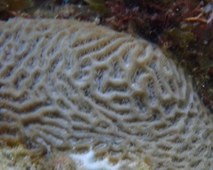 Pseudodiploria clivosa