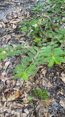 Chamaecrista nictitans
