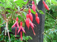 Fuchsia regia