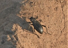 Eleodes armata